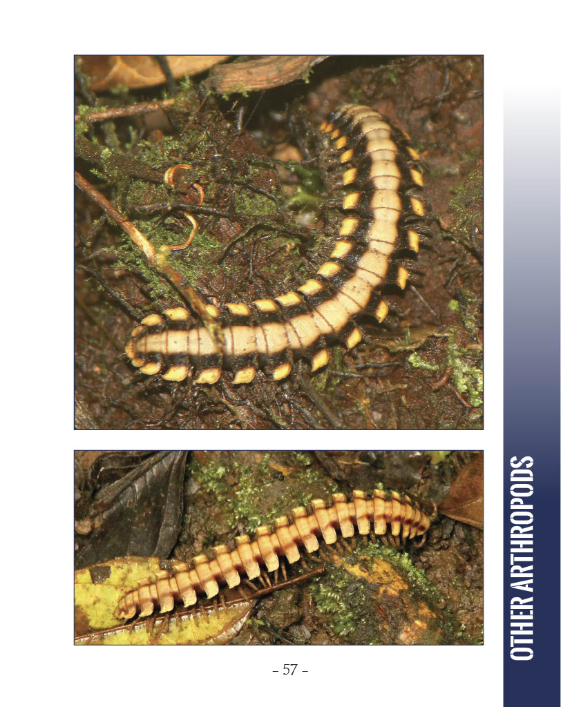 Large Forest-Floor Millipede - Wildlife in Central America 1 - Page 57