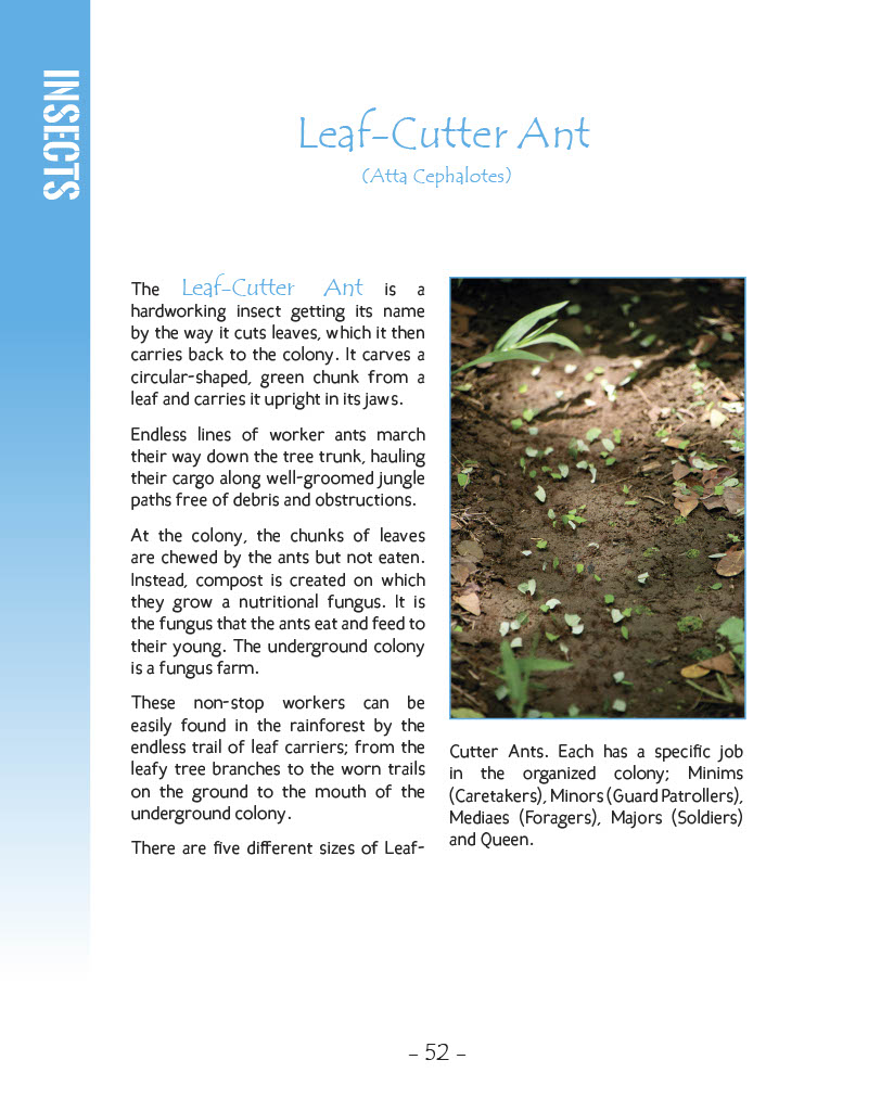 Leaf-Cutter Ants - Wildlife in Central America 1 - Page 52