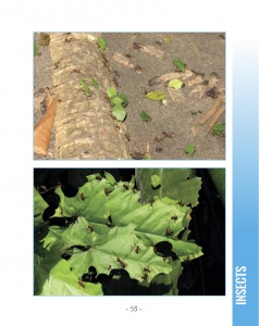 Leaf-Cutter Ant - Wildlife in Central America 1 - Page 53