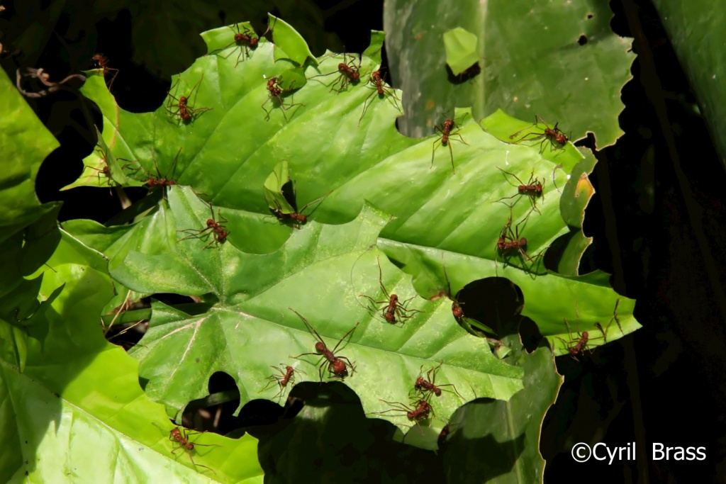 Insects in Central America - Leaf Cutter Ants