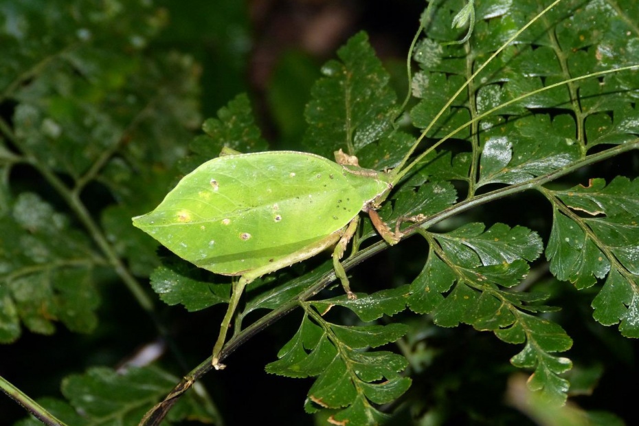 Leaf Insect