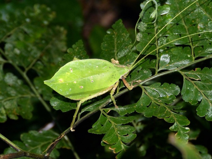 World Wildlife Day - Leaf Insect