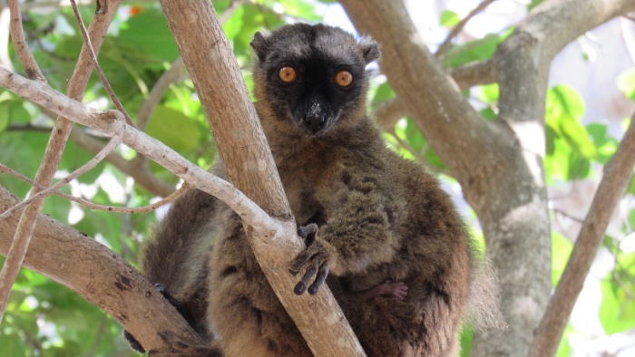 World Lemur Day - Lemur