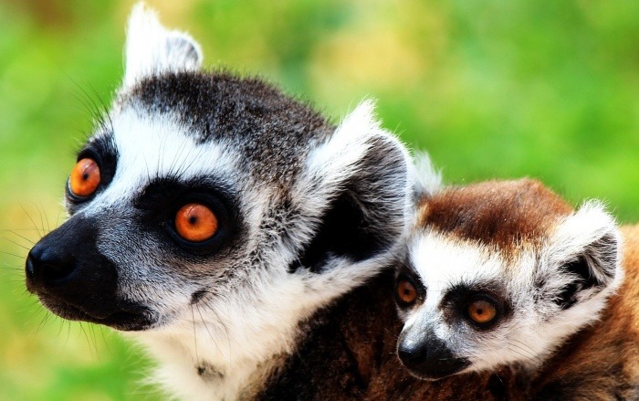 World Lemur Day - Lemur