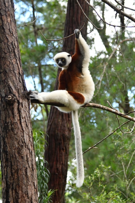 World Lemur Day - Lemur