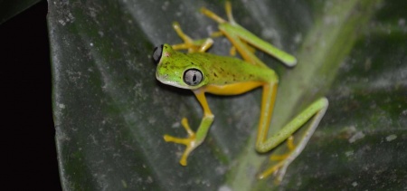 Frog Jumping Day - Lemur Leaf Frog