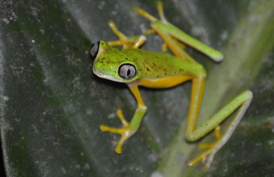 Lemur Leaf Frog