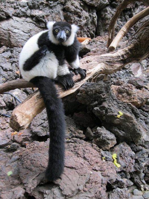 Animal Sanctuary Caregiver Day - Lemur