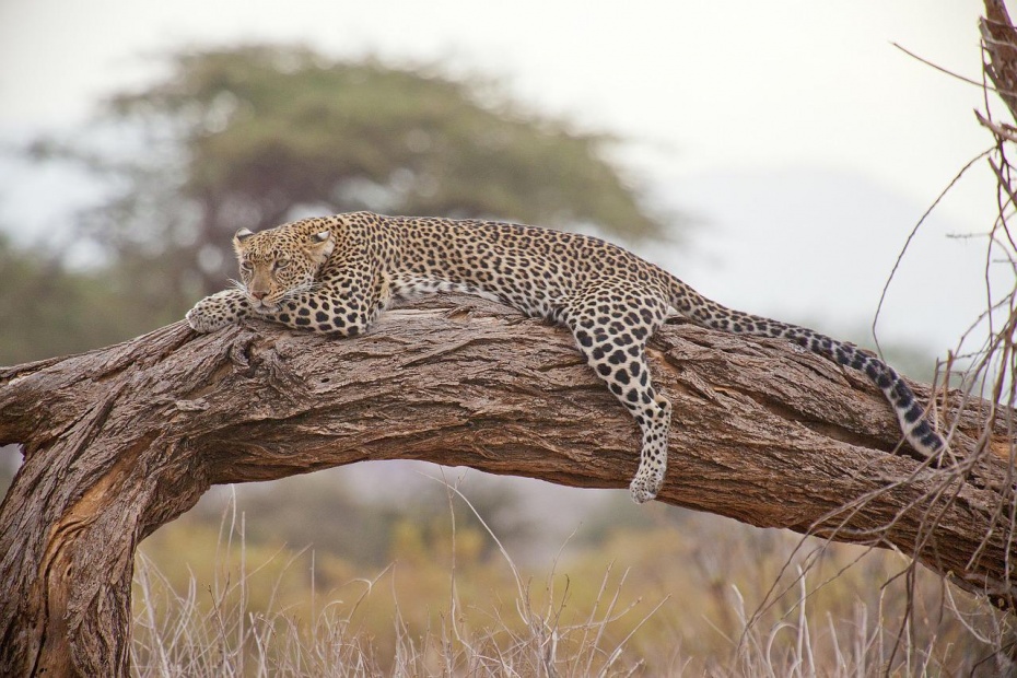 African Leopard