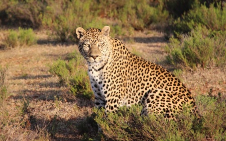 International Leopard Day - Leopard