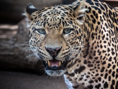 International Leopard Day - Leopard