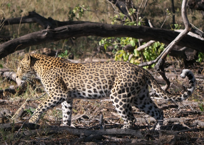 International Leopard Day - Leopard