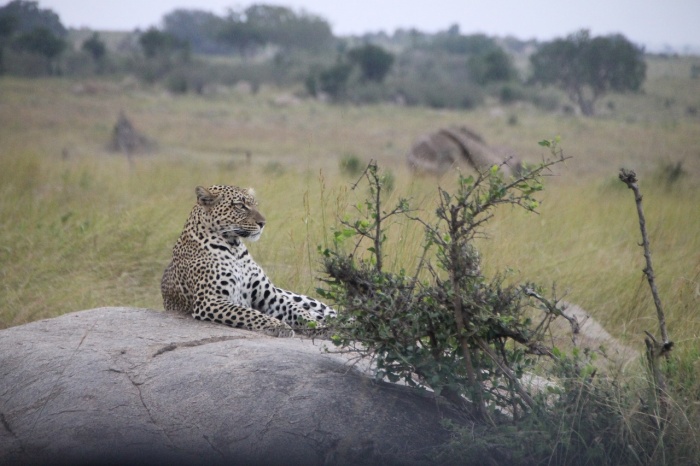 International Leopard Day - Leopard