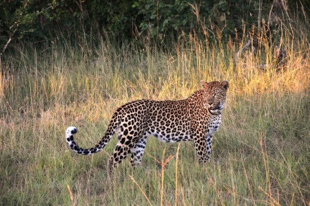 International Leopard Day - Leopard