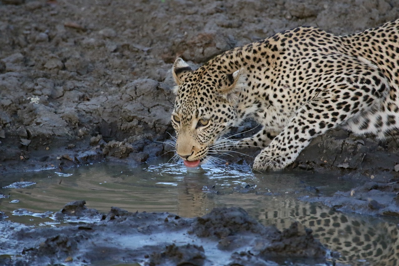 International Leopard Day 2022 - Wildlife Around the World