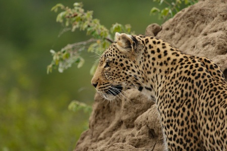 International Leopard Day - Leopard