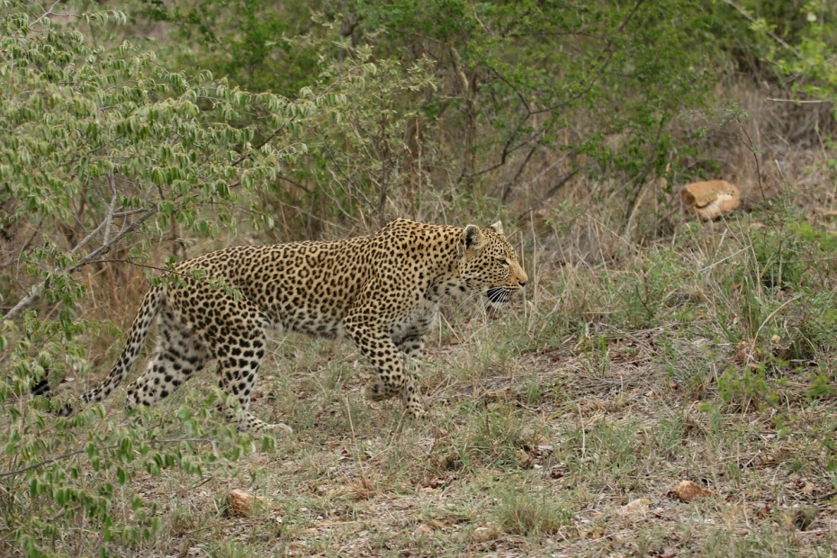 African Leopard