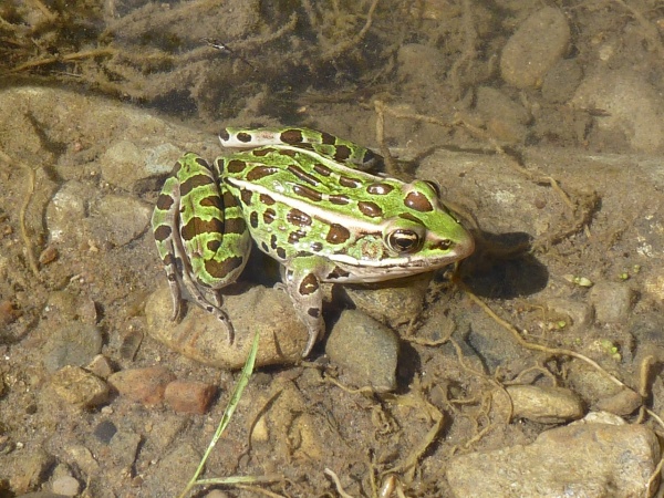 National Frog Month - Leopard Frog