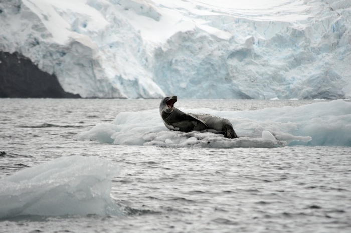 International Day of the Seal - Leopard Seal
