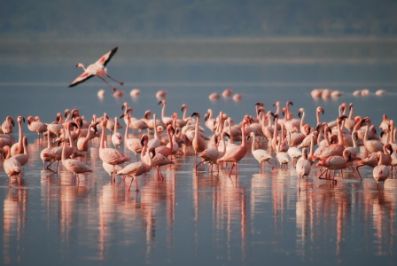 International Flamingo Day - Lesser Flamingo 