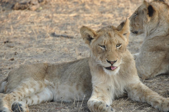 World Lion Day - Lion Cub