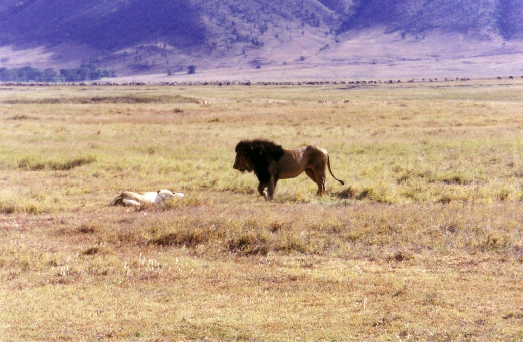 Lion Photo Artwork - African Lions