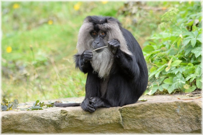 Endangered Species Day - Lion Tailed Macaque 