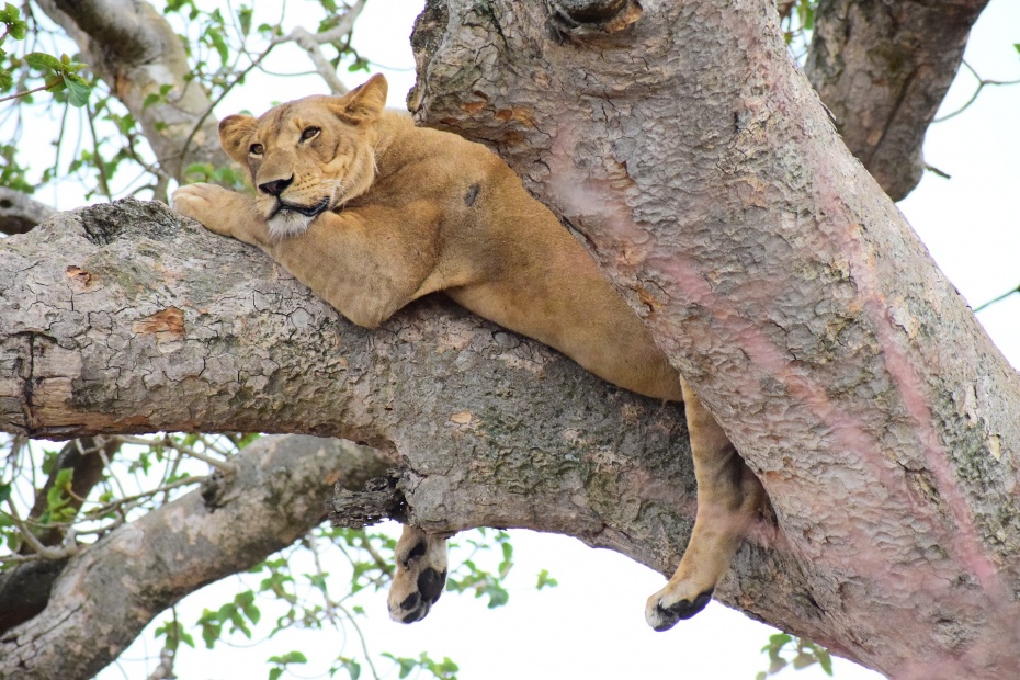 Female Lion in Tree