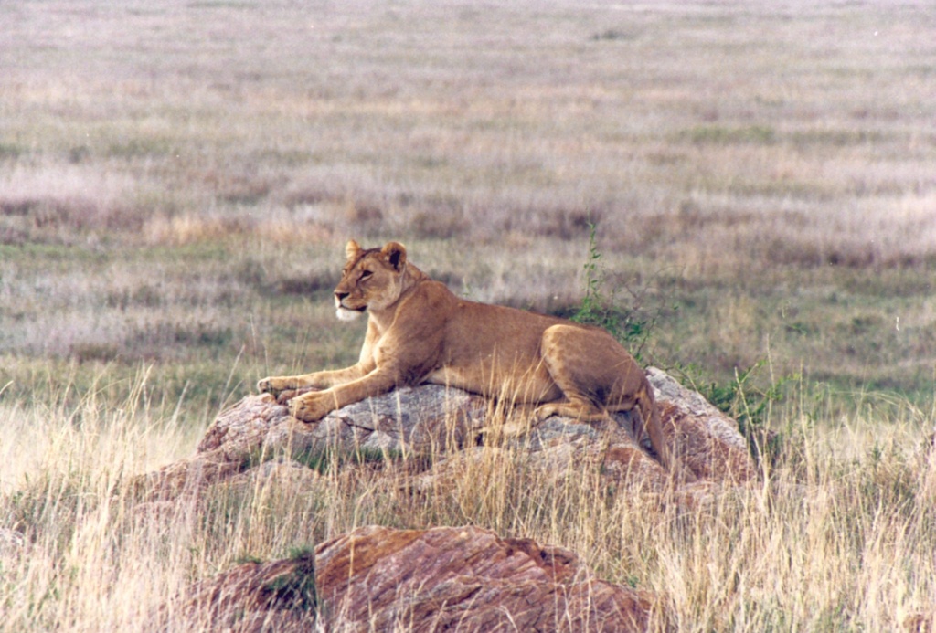 Lion Photo Artwork - African Lion in Serengeti