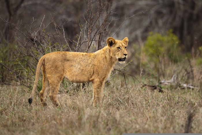 World Lion Day - Lioness