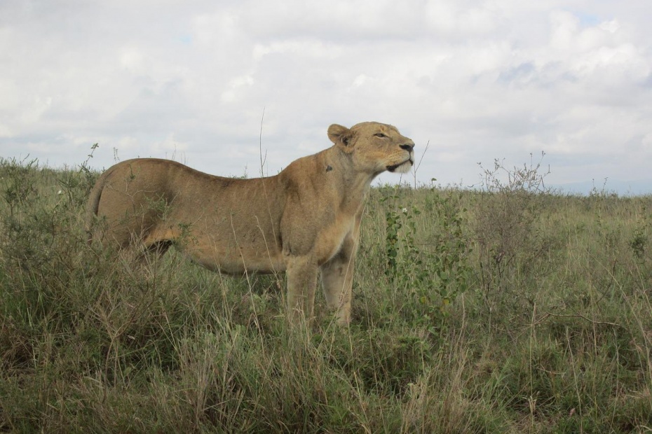 World Lion Day - Lioness in Africa