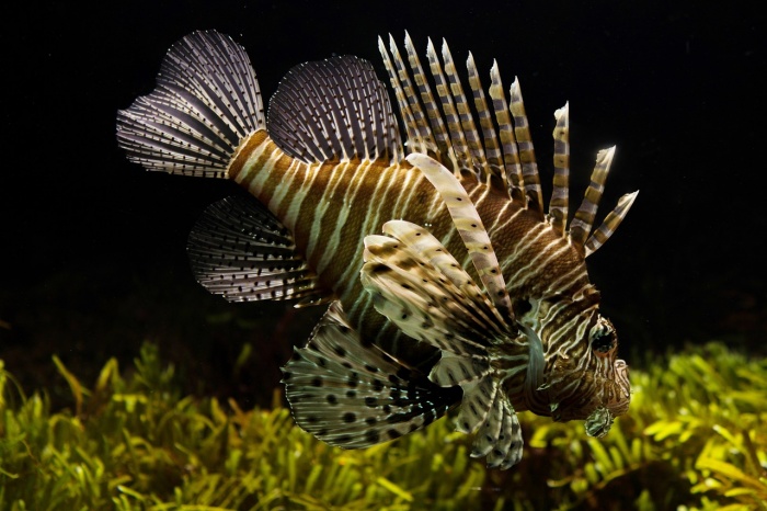 World Aquatic Animal Day - Lion Fish
