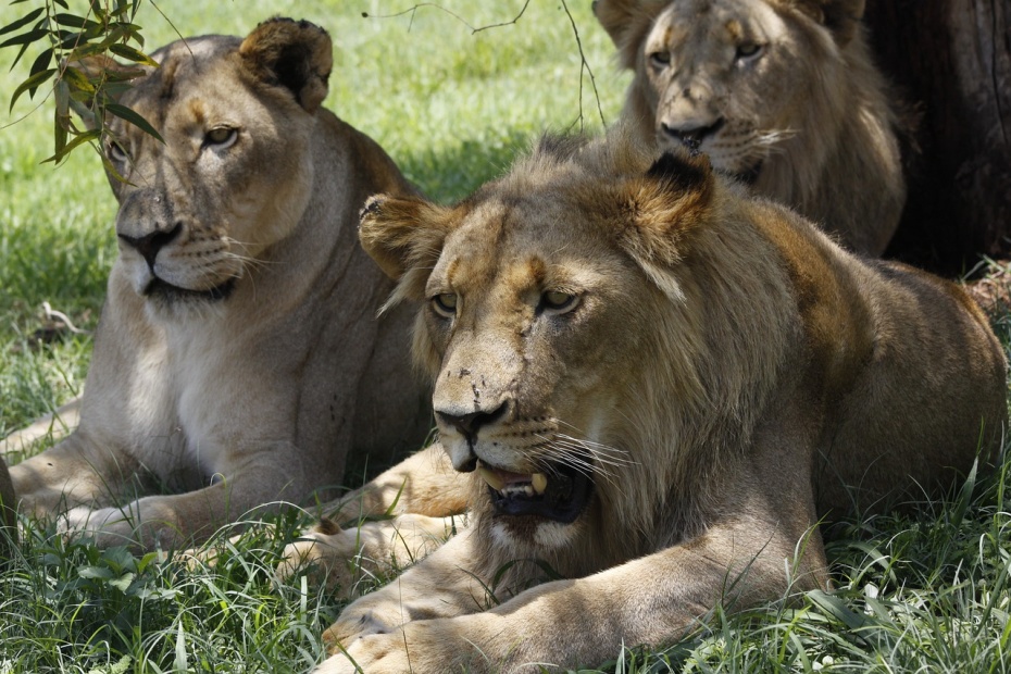 African Lions