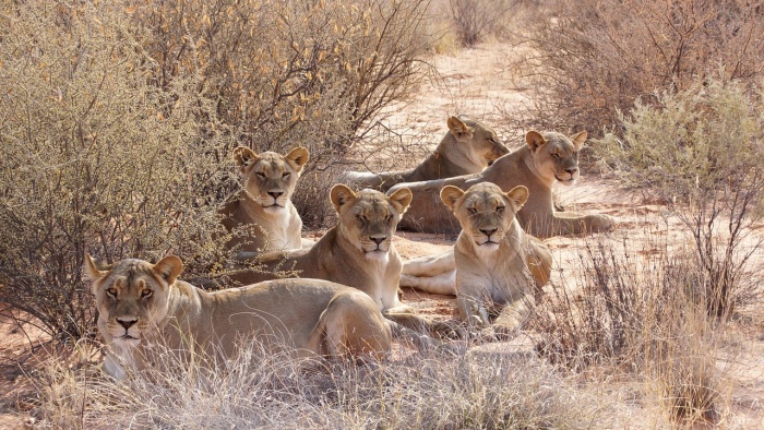 World Lion  Day - Lions