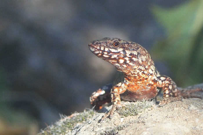 World Wildlife Day - Lizard