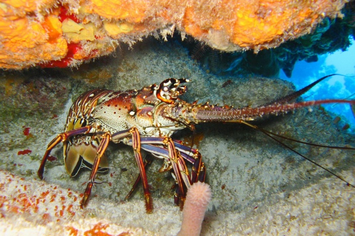 National Lobster Day - Lobster