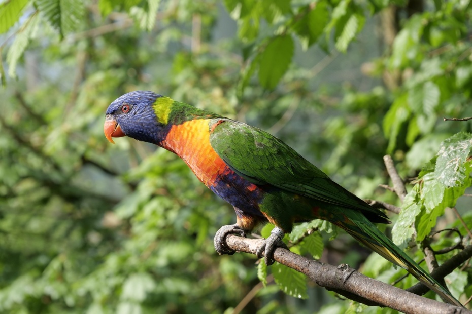 Loriini Parrot