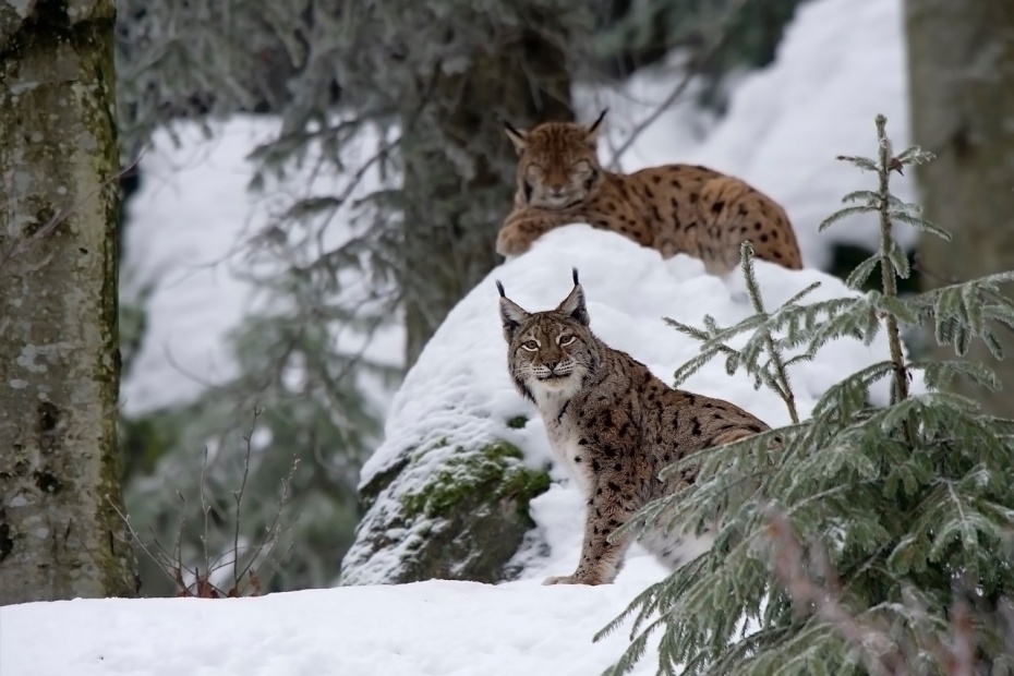 Canada Lynx