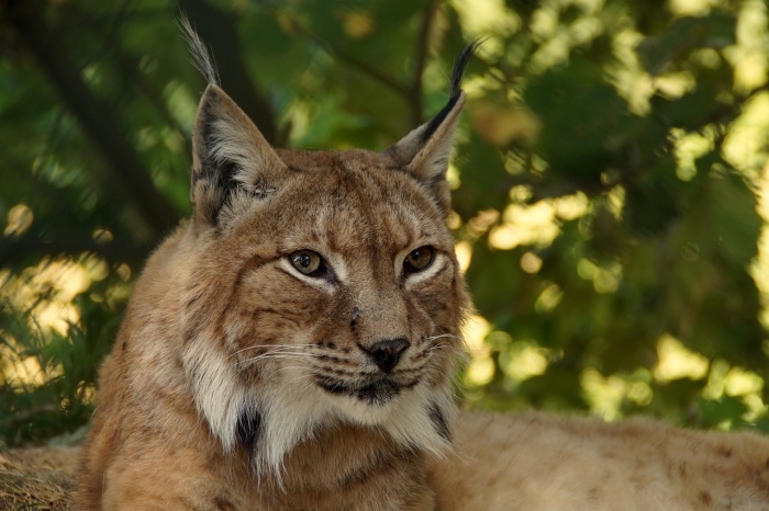 International Lynx Day - Lynx