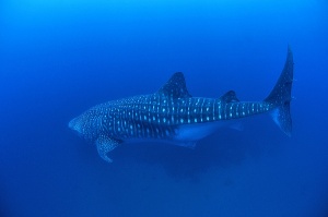 Whale shark