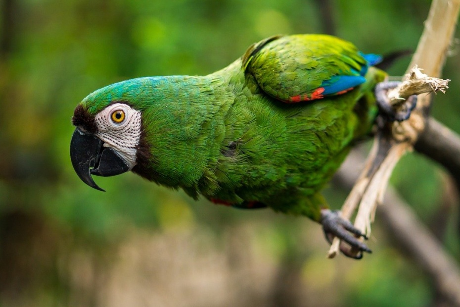Macaw guacamaya