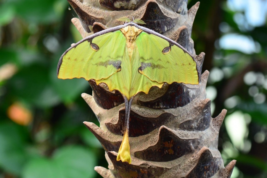 Madagascar Moon Moth