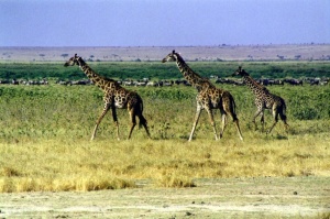 Maisai Giraffe