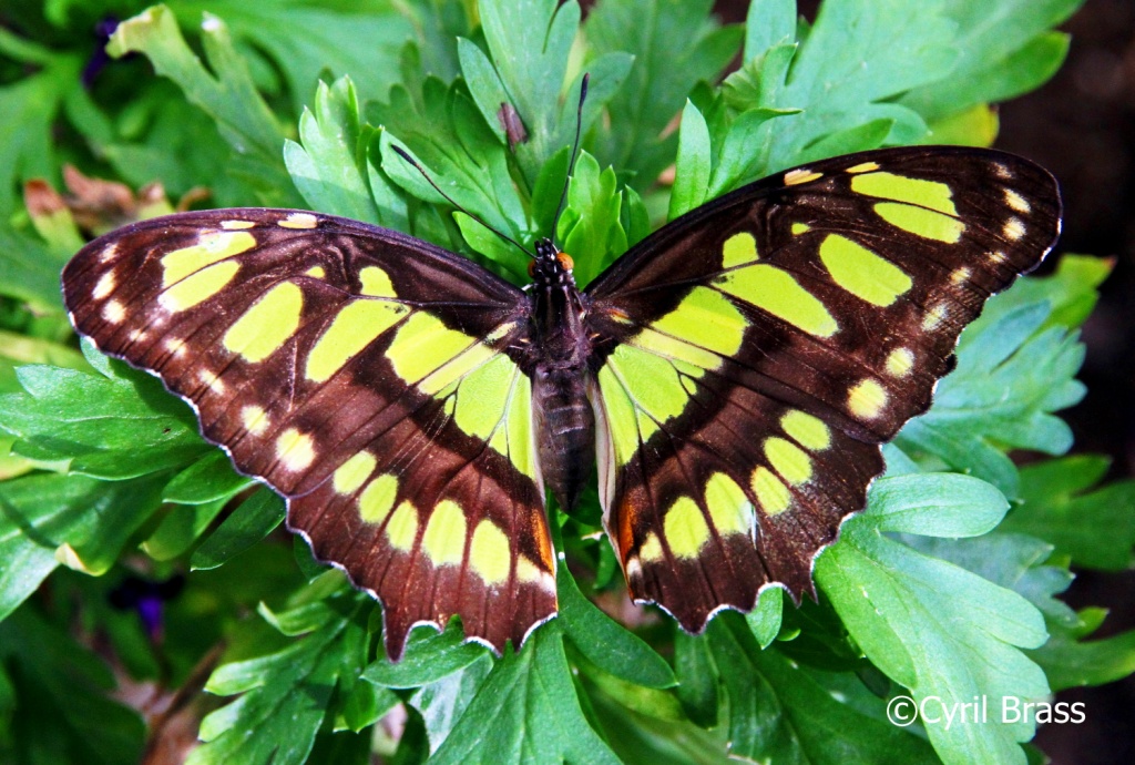 Central America Insects - Malachite Butterfly