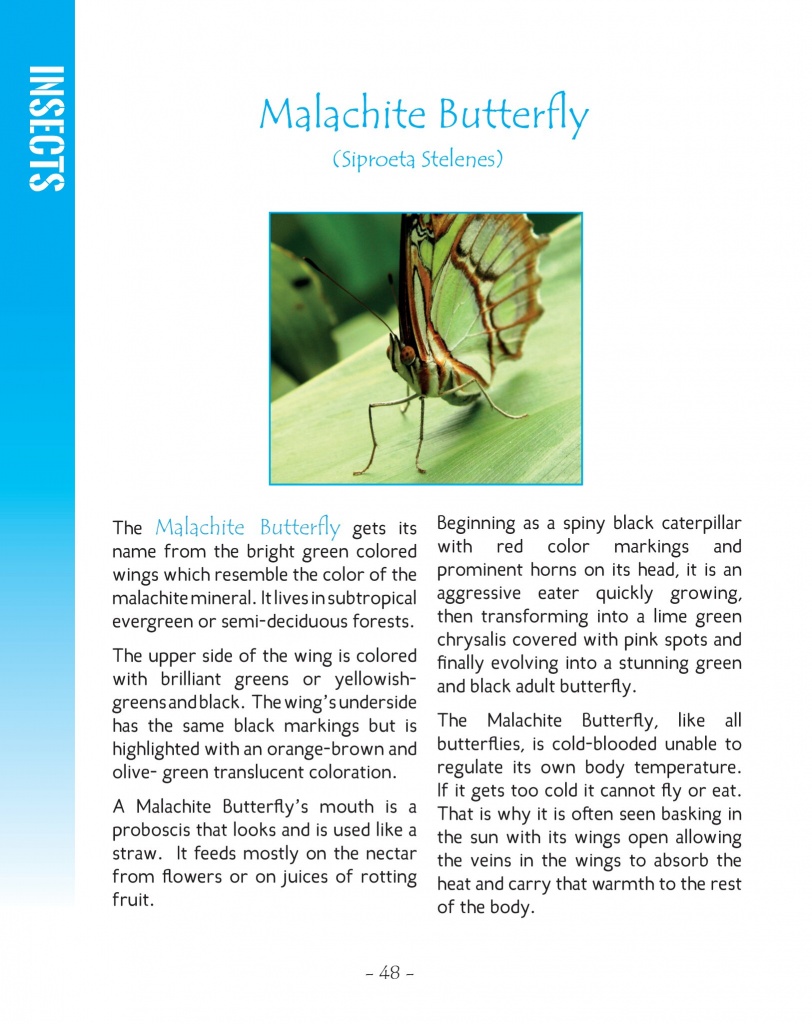 Malachite Butterfly - Wildlife in Central America 2 - Page 48