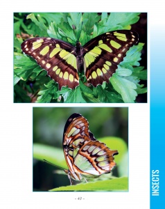 Malachite Butterfly - Wildlife in Central America 2 - Page 49