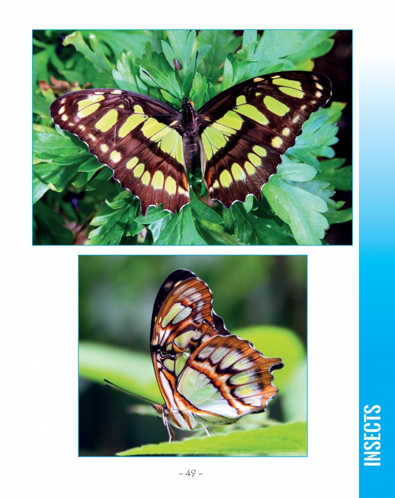 Malachite Butterfly - Wildlife in Central America 2 - Page 49