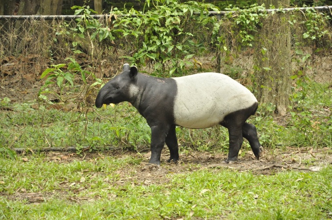 World Tapir Day - Malayan Tapir