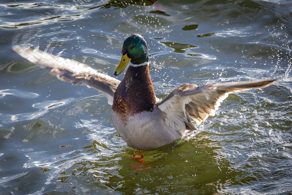 Mallard Duck