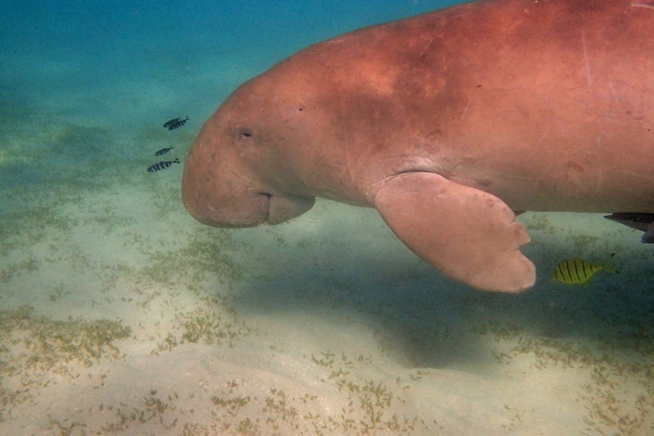 Manatee